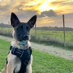 Scout Photo 1
