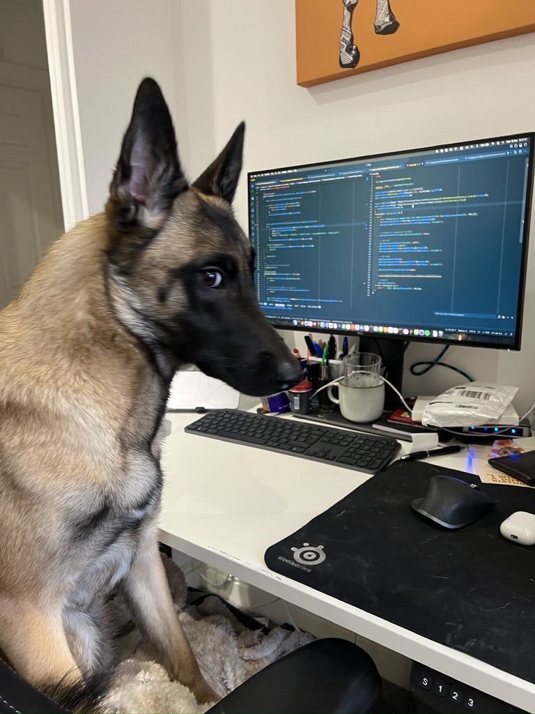 Scout the Belgian Malinois